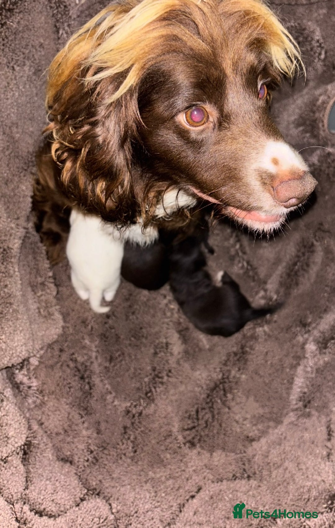 Cocker Spaniel dogs for sale: Cocker spaniel puppies - Advert 5