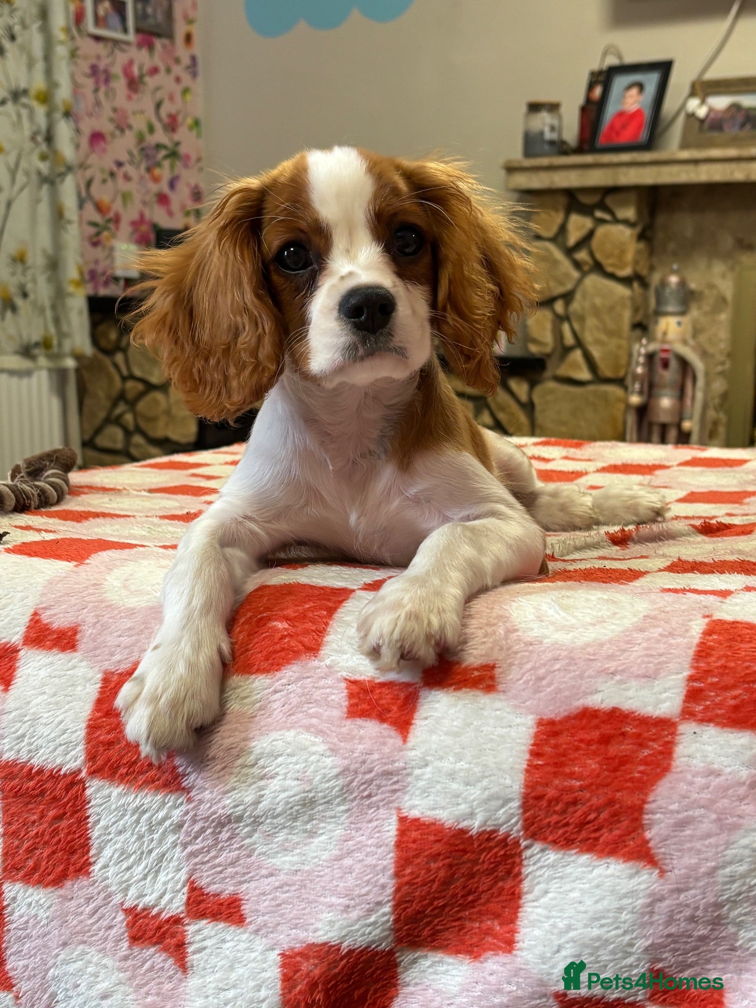 Cavalier King Charles Spaniel dogs Absolutely beautiful King Charles Cavalier puppies - Advert 1