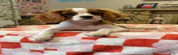 Cavalier King Charles Spaniel dogs for sale: Absolutely beautiful King Charles Cavalier puppies - Advert 1