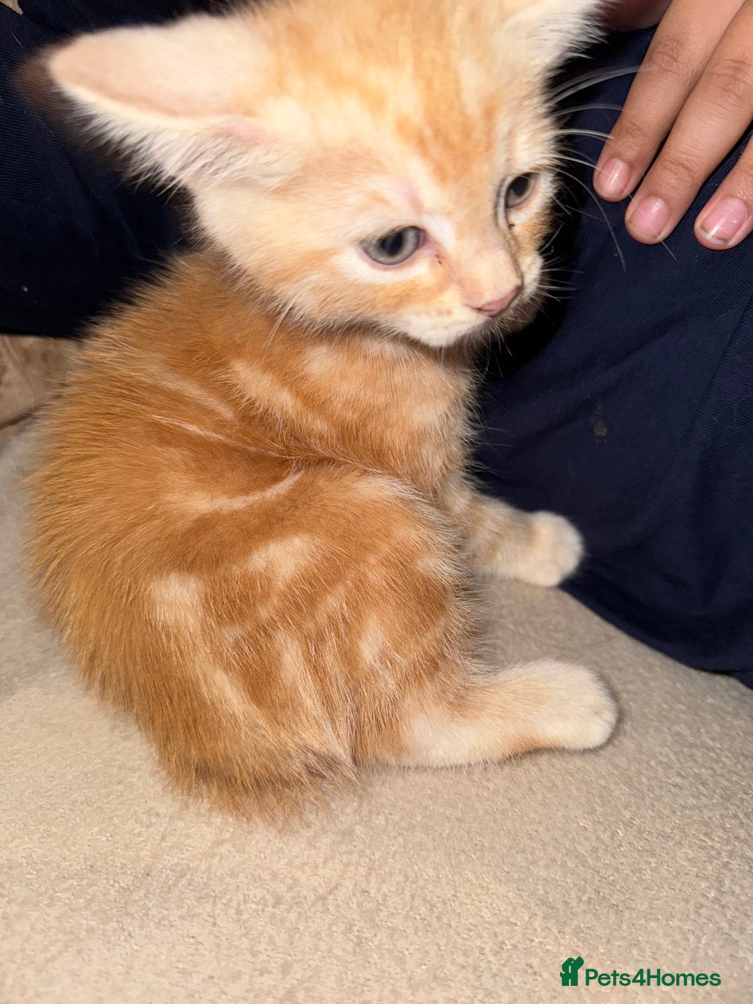 Bengal cats for sale: Bengal and British shorthair mix ginger kitten - Advert 2