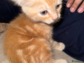 Bengal cats Bengal and British shorthair mix ginger kitten - Advert 1