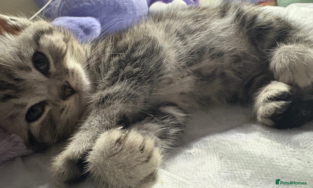 British Shorthair cats for sale: Silver tabby BSH cross - Image 8