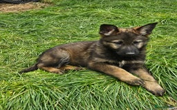 German Shepherd dogs for sale: German Shepherd Puppies – Working Line - Image 21