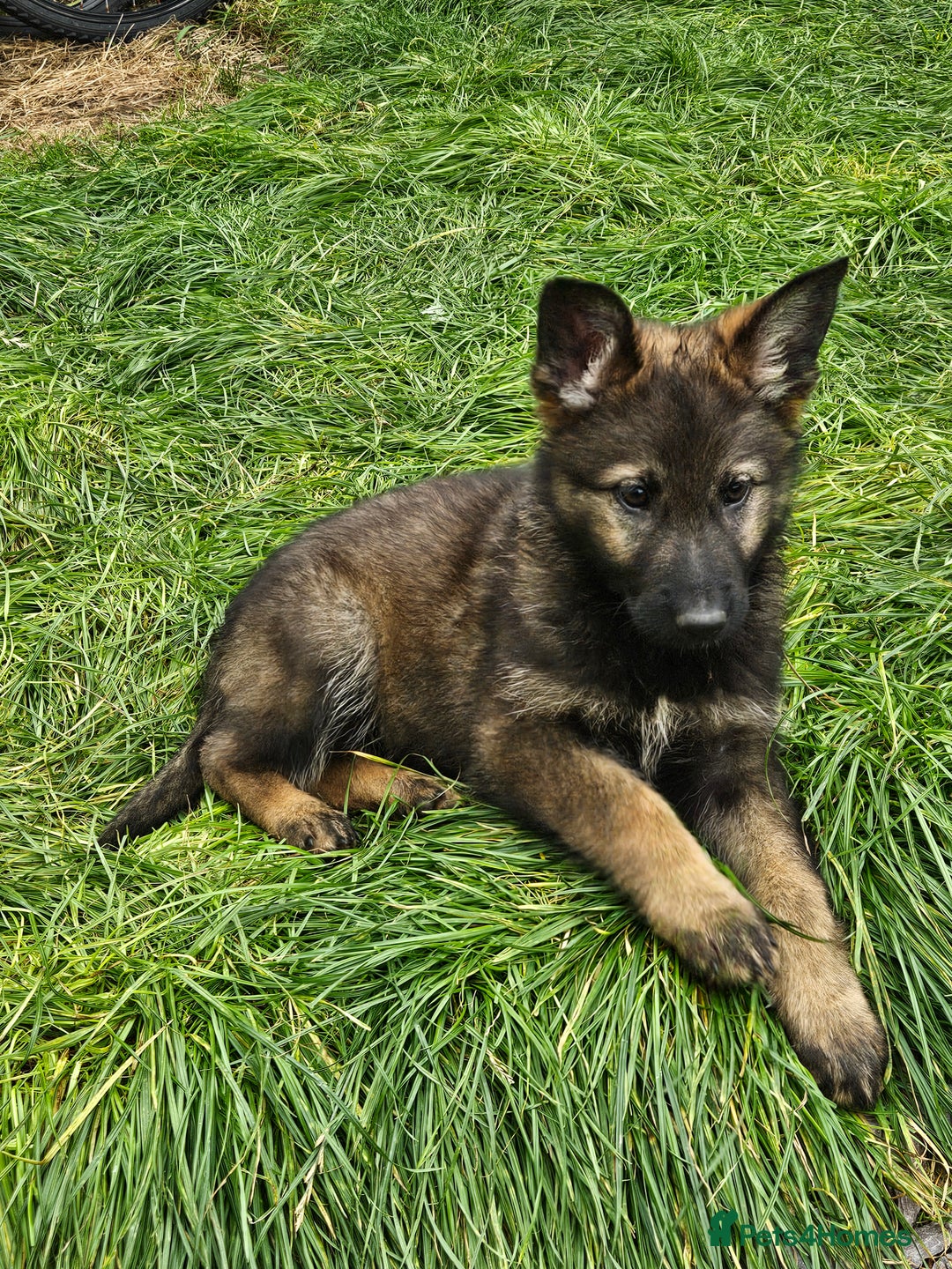 German Shepherd dogs for sale: German Shepherd Puppies – Working Line - Image 21