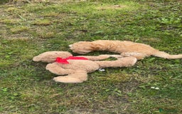 Maltipoo dogs for sale: Maltipoo puppy - 14 wks  - Image 4