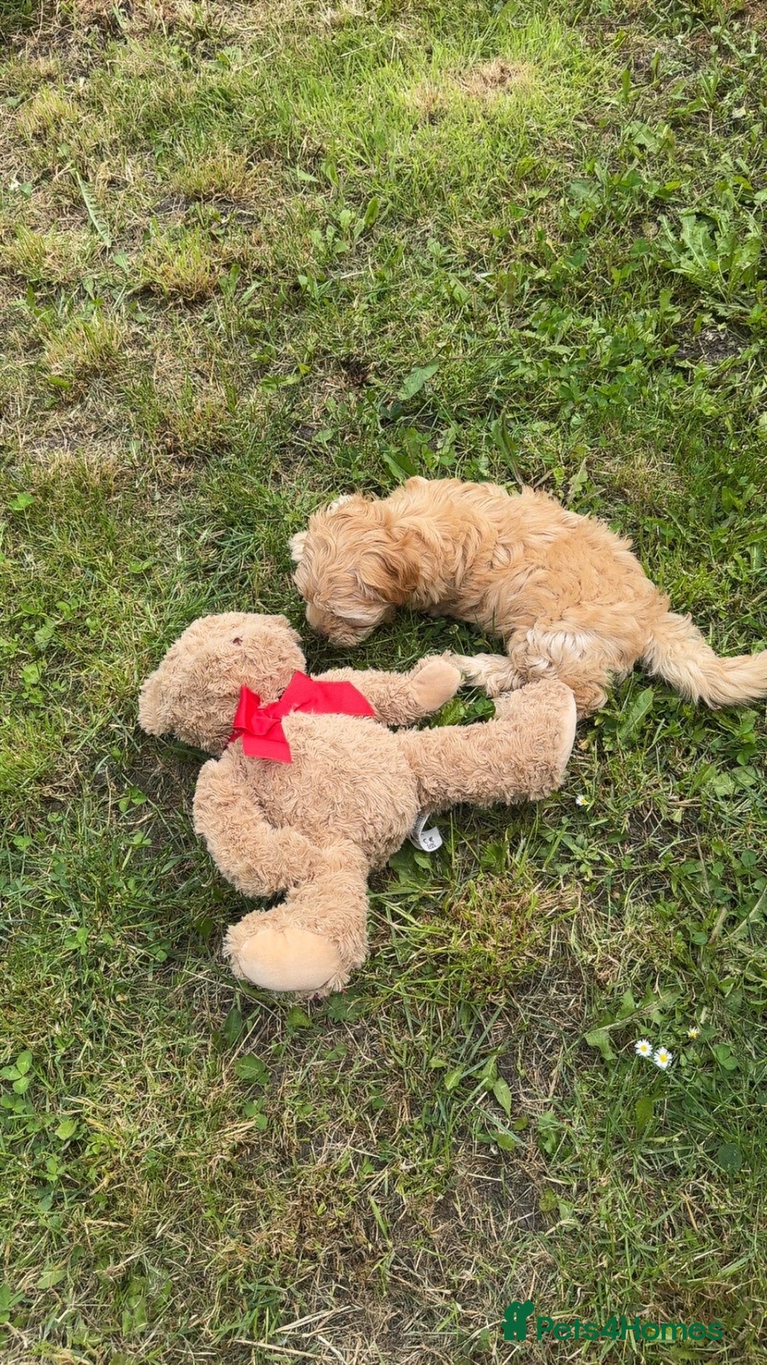 Maltipoo dogs for sale: Maltipoo puppy - 14 wks  - Image 4