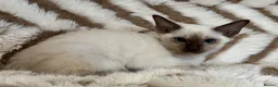 Tonkinese cats for sale: Exceptional pedigree Tonkinese - Advert 6
