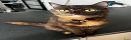 British Shorthair cats for sale: British Shorthair - 1 MALE 1FEMALE - Advert 13