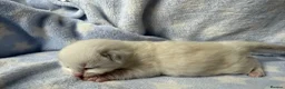 Ragdoll cats for sale: Stunning Ragdoll kittens Blue & Lilac Mitted boys  - Advert 11