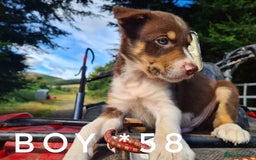 Border Collie dogs for sale: Fabulous Border Collie pups black, white, red. - Image 6