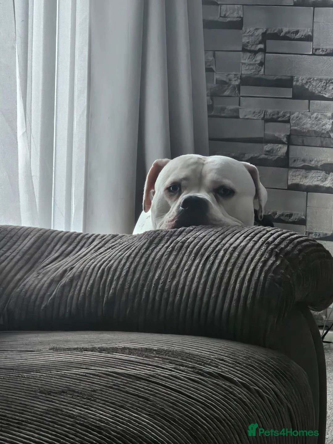 American Bulldog dogs for sale: Male american bulldog - Advert 2