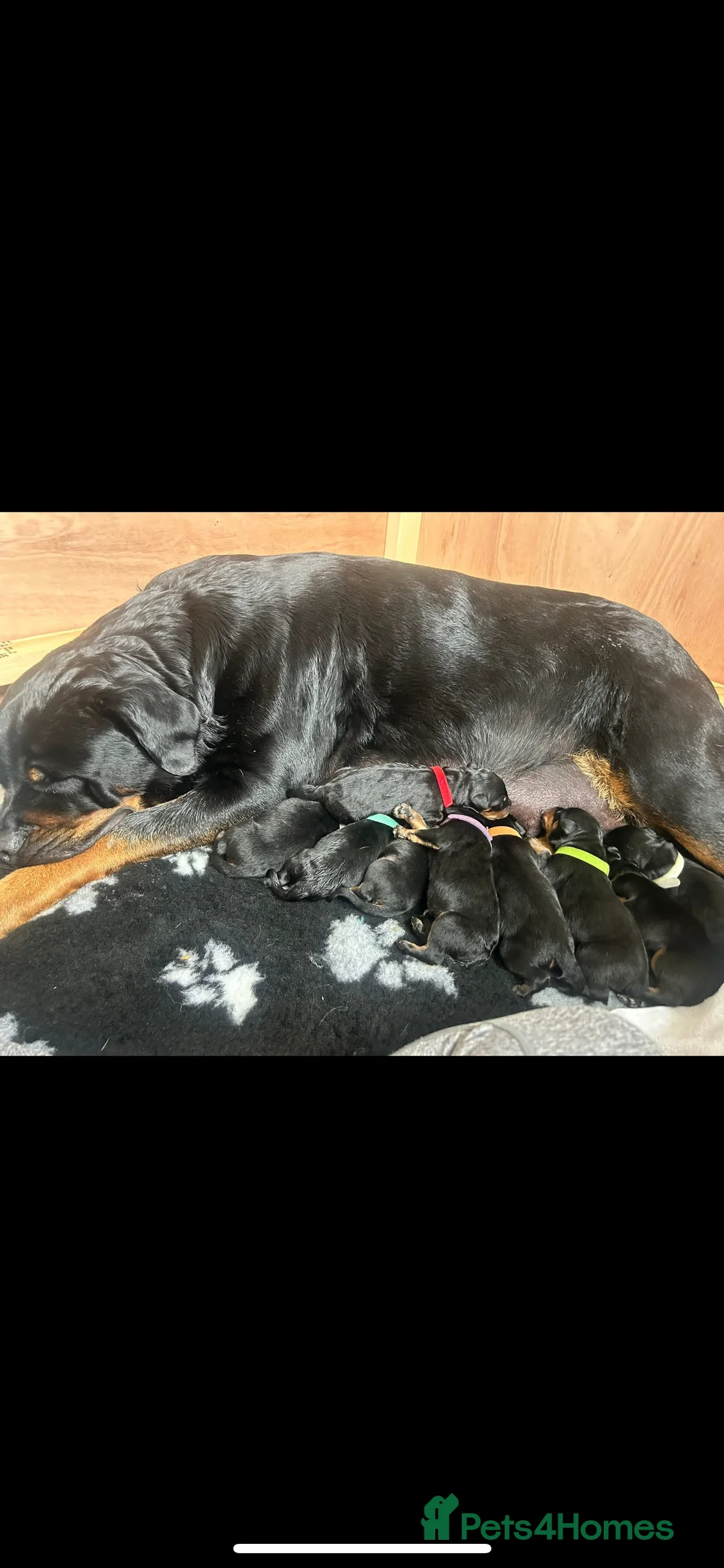 Rottweiler dogs for stud: Hector 60kg plus Rottweiler KC Reg  in Stanford-le-Hope - Advert 16