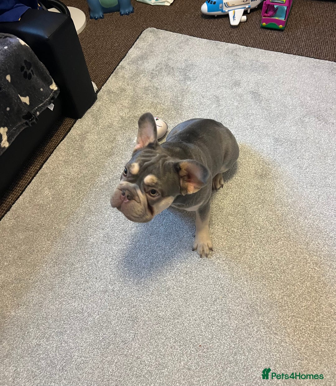 French Bulldog dogs for sale: French Bulldog  - Advert 7