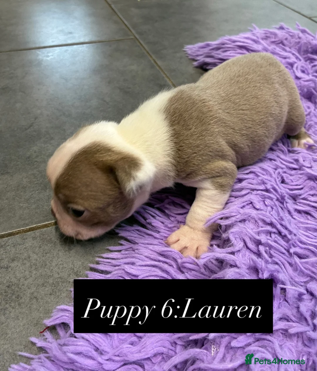 Boston Terrier dogs for sale: Boston Terrier Puppies KC REGISTERED🐶 - Advert 2