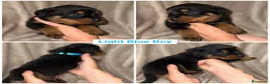 Light Blue Boy