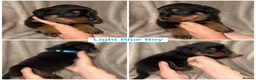 Rottweiler dogs for sale: ✨✨Beautiful Chunky Rottweiler Puppies✨✨ - Advert 12