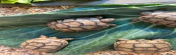 Tortoise reptiles for sale: £150 9 months old Greek tortoise&set up  - Advert 6