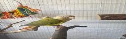Conures birds for sale: Pineapple Green Cheek Conure in Coventry - Advert 1