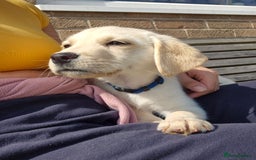 Labrador Retriever dogs for sale: READY TO GO NOW! Beautiful labrador puppies - Image 6