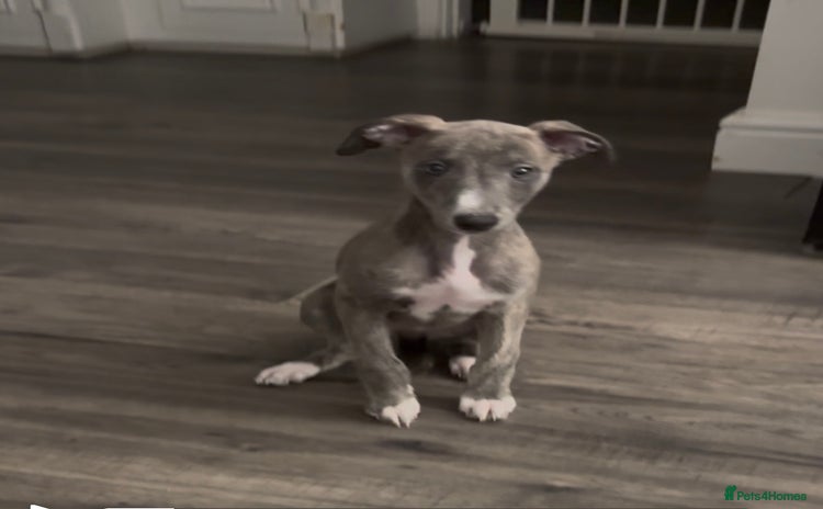 Whippet dogs - Advert 10