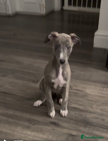 Whippet dogs - Advert 10