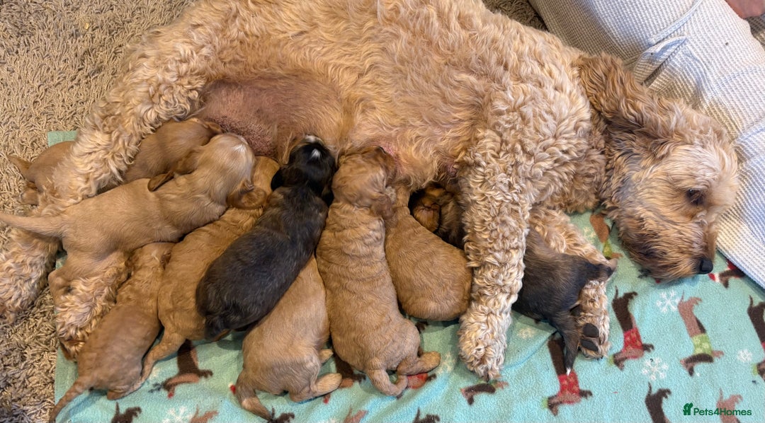 Cockapoo dogs for sale: 9 Beautiful Cockapoo Puppies For Sale - Image 10