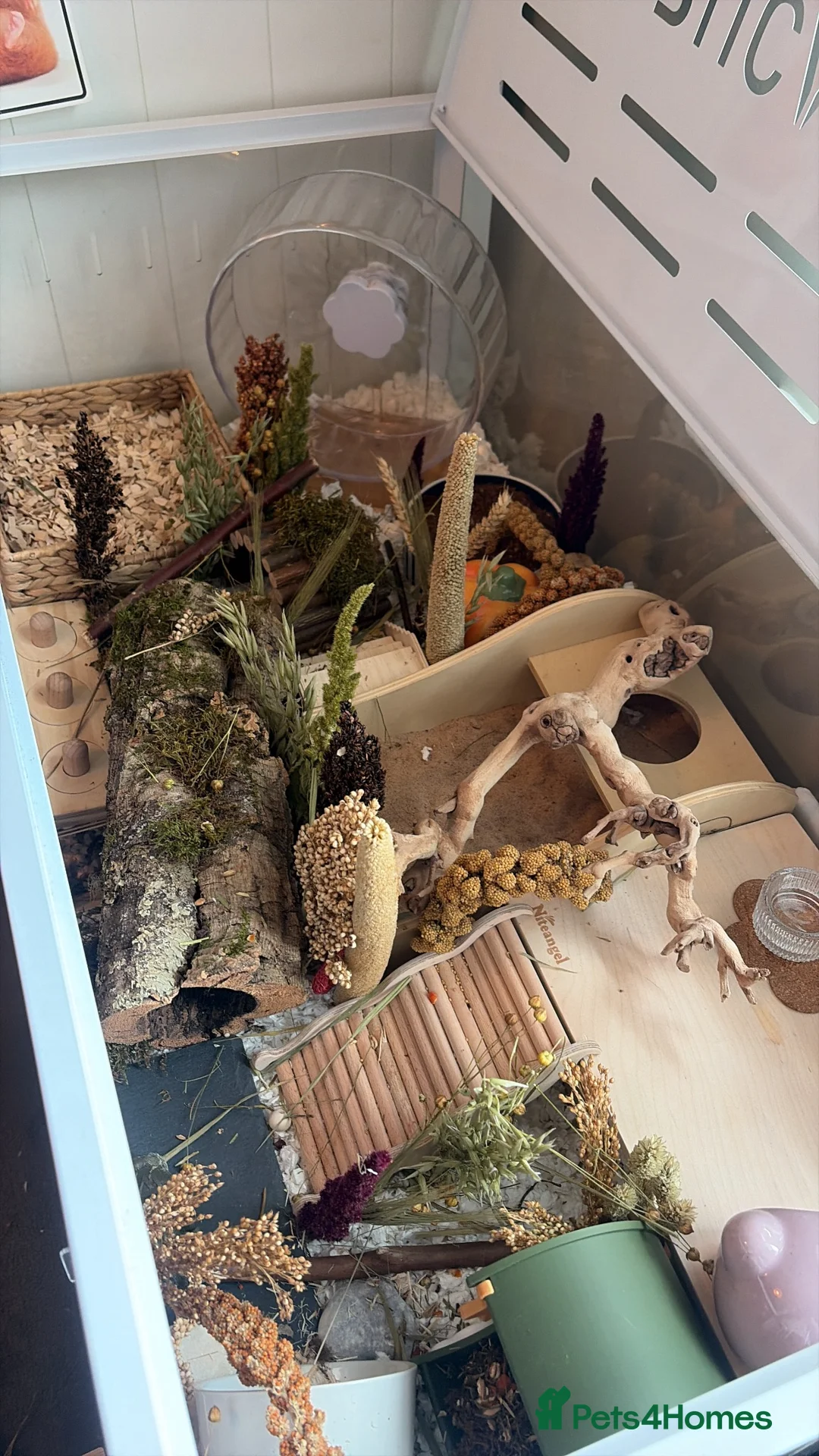 Hamster rodents for sale: female syrian hamster  in Newport Pagnell - Advert 5