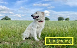 Golden Retriever dogs for sale: KC-Reg Golden Puppies @ Sunaraelia - Due 23/10/25 - Image 13