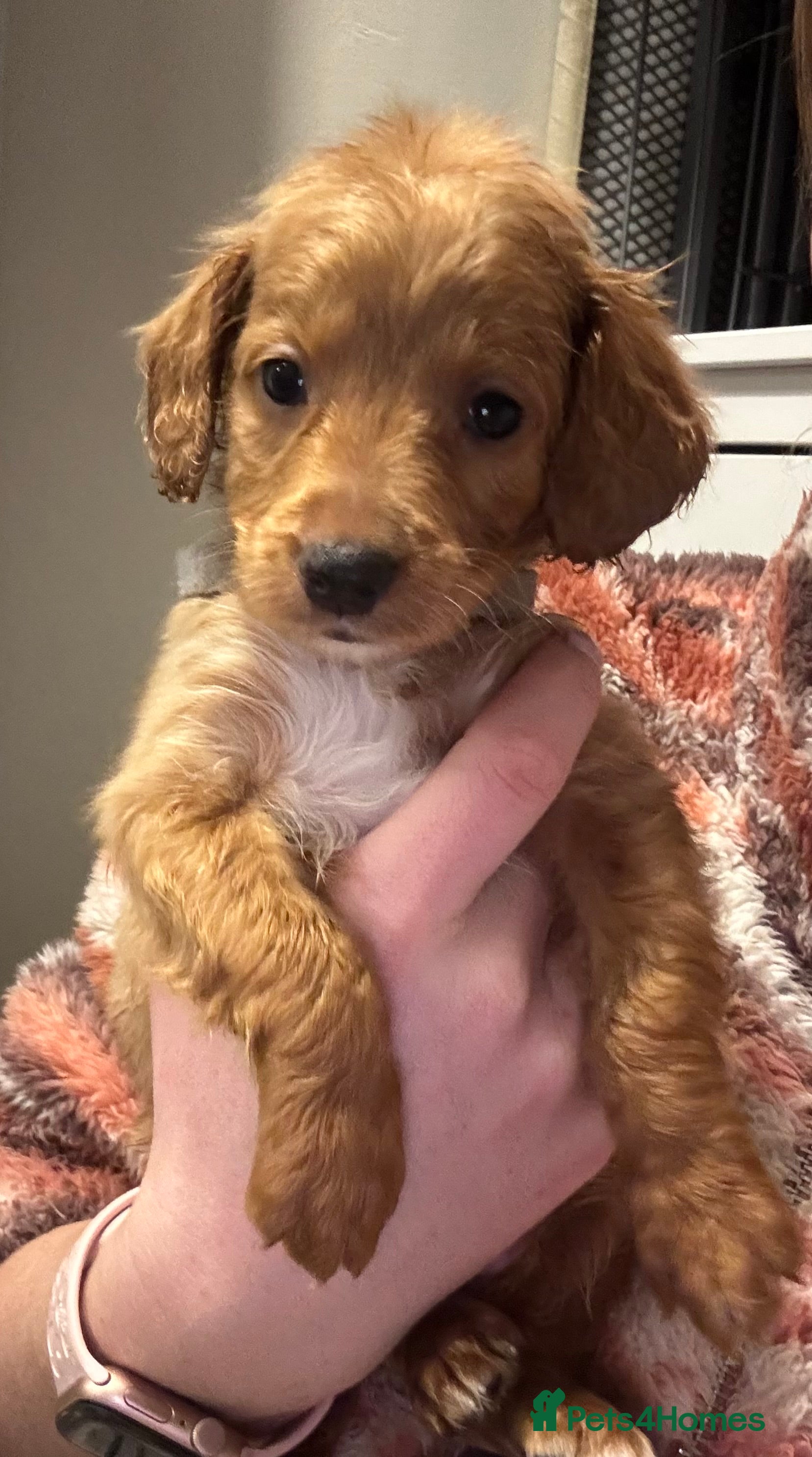 Cockapoo dogs 8x beautiful f2 cockapoos (1 boy left) - Advert 7