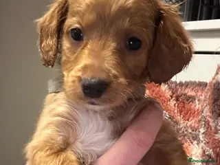 Cockapoo dogs 8x beautiful f2 cockapoos (1 boy left) - Advert 7