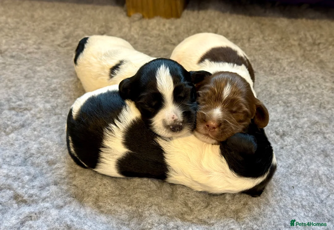 English Springer Spaniel dogs for sale: English Working Springer Spaniels - Advert 1