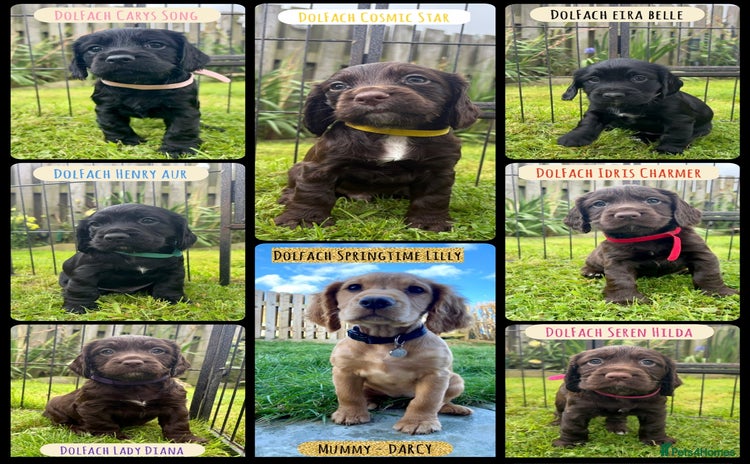 Cocker Spaniel dogs - Advert 3