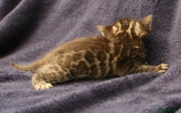Bengal cats for sale: TICA Registered Bengal Kittens–Ready Nov 2025 🐾 - Image 27