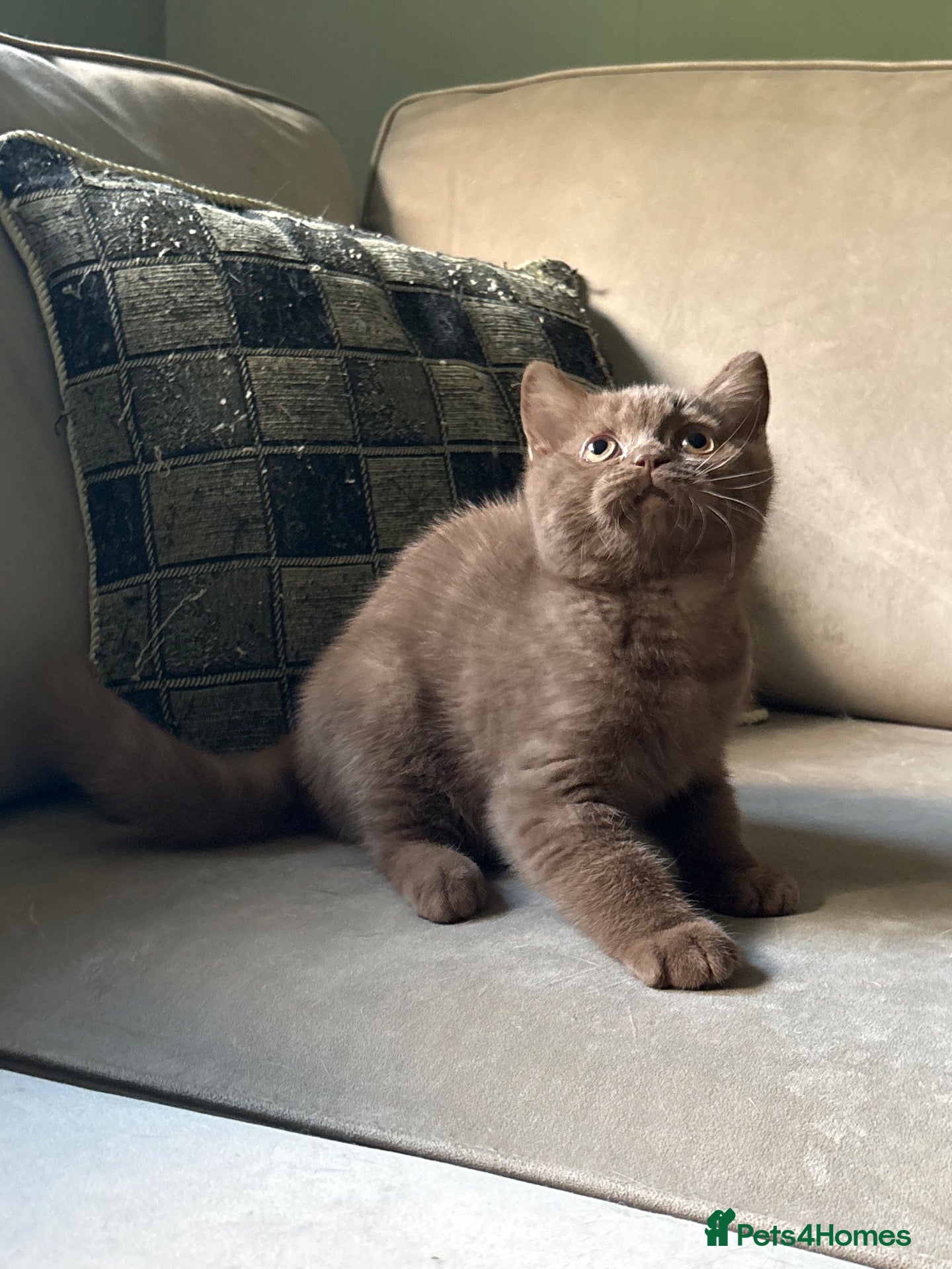 British Shorthair cats  Last 2 GCCF REG BOYS  - Advert 9