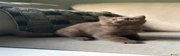 British Shorthair cats for sale:  Last 2 GCCF REG BOYS  - Advert 1