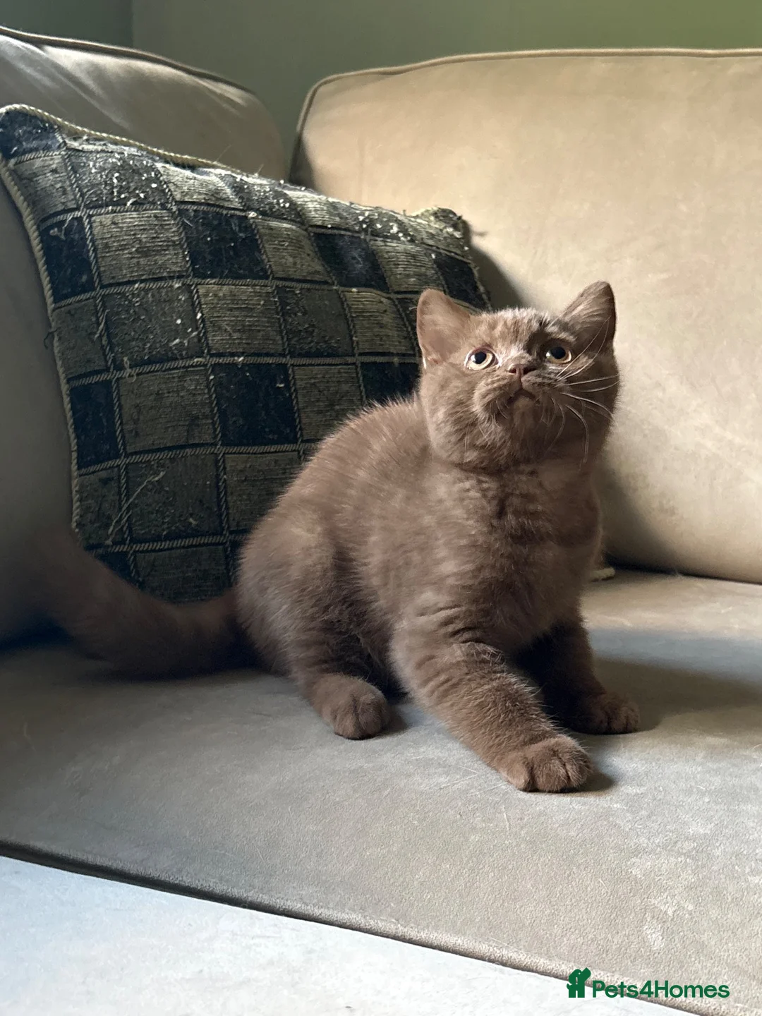 British Shorthair cats for sale:  Last 2 GCCF REG BOYS  - Advert 1
