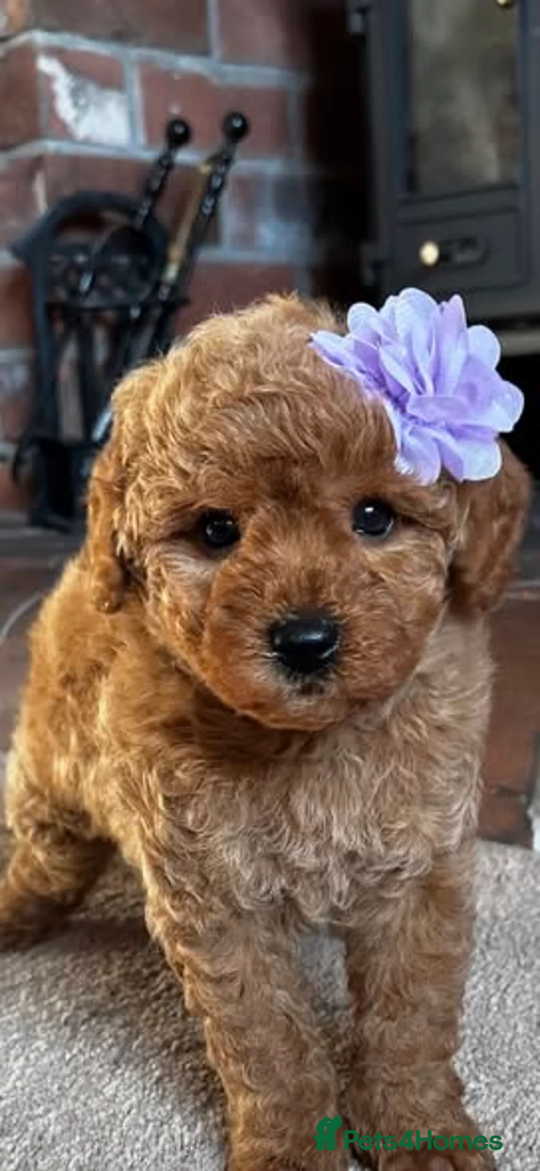 Cavapoo dogs for sale: F1b Cavapoos from Full Health Tested parents - Advert 1
