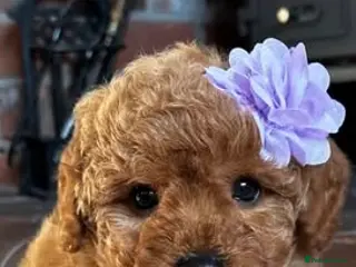 Cavapoo dogs F1b Cavapoos from Full Health Tested parents - Advert 12