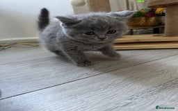British Shorthair cats for sale: British shorthair kittens - Image 6
