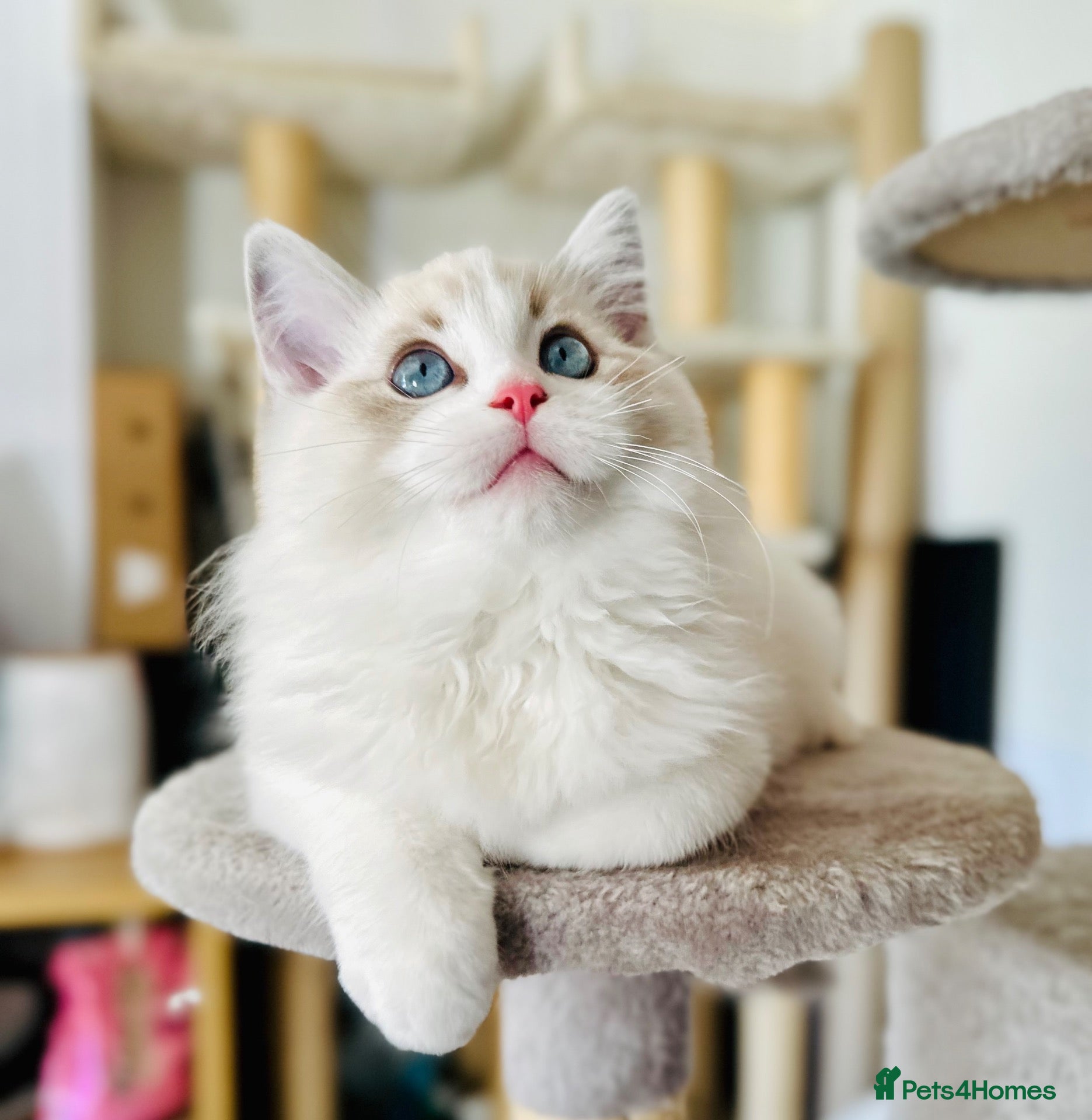 Ragdoll cats READY NOW — BEAUTIFUL RAGDOLL KITTENS - Advert 17