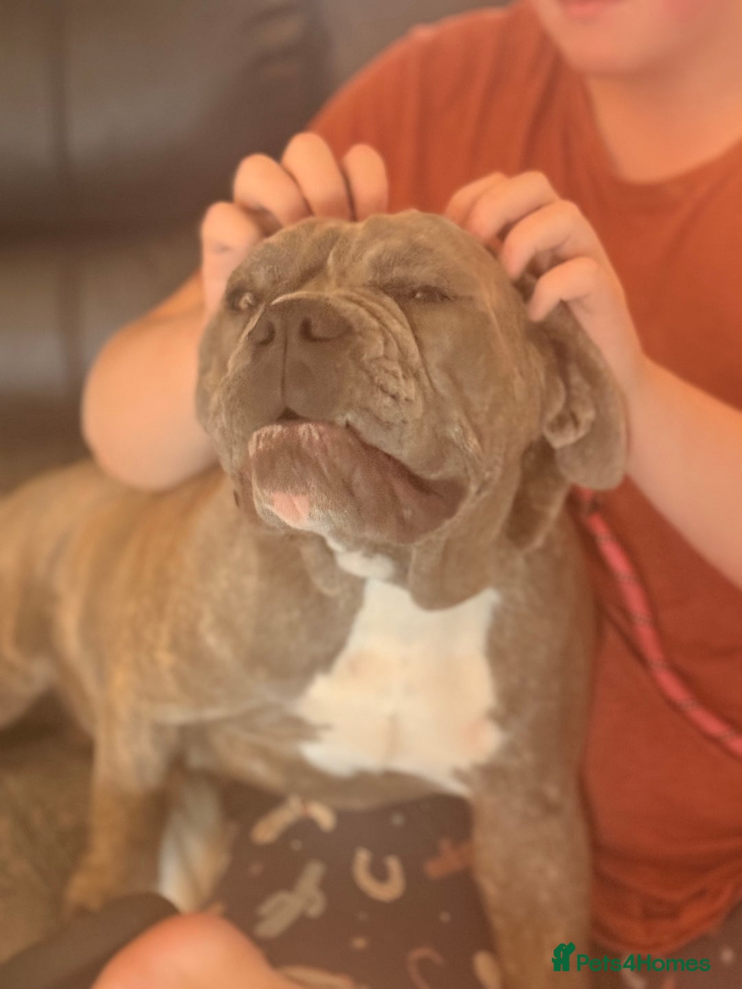 Dorset Olde Tyme Bulldogge dogs for sale: Olde thyme English bulldogge  in Middlesbrough - Image 6