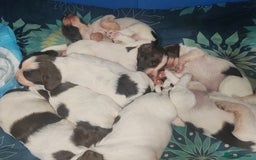 English Springer Spaniel dogs for sale: 🌟 Beautiful Springer Spaniel Litter - Image 4