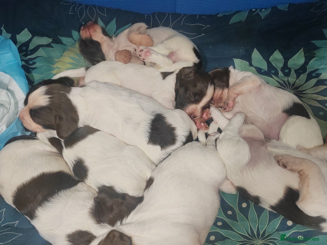 English Springer Spaniel dogs for sale: 🌟 Beautiful Springer Spaniel Litter - Image 4