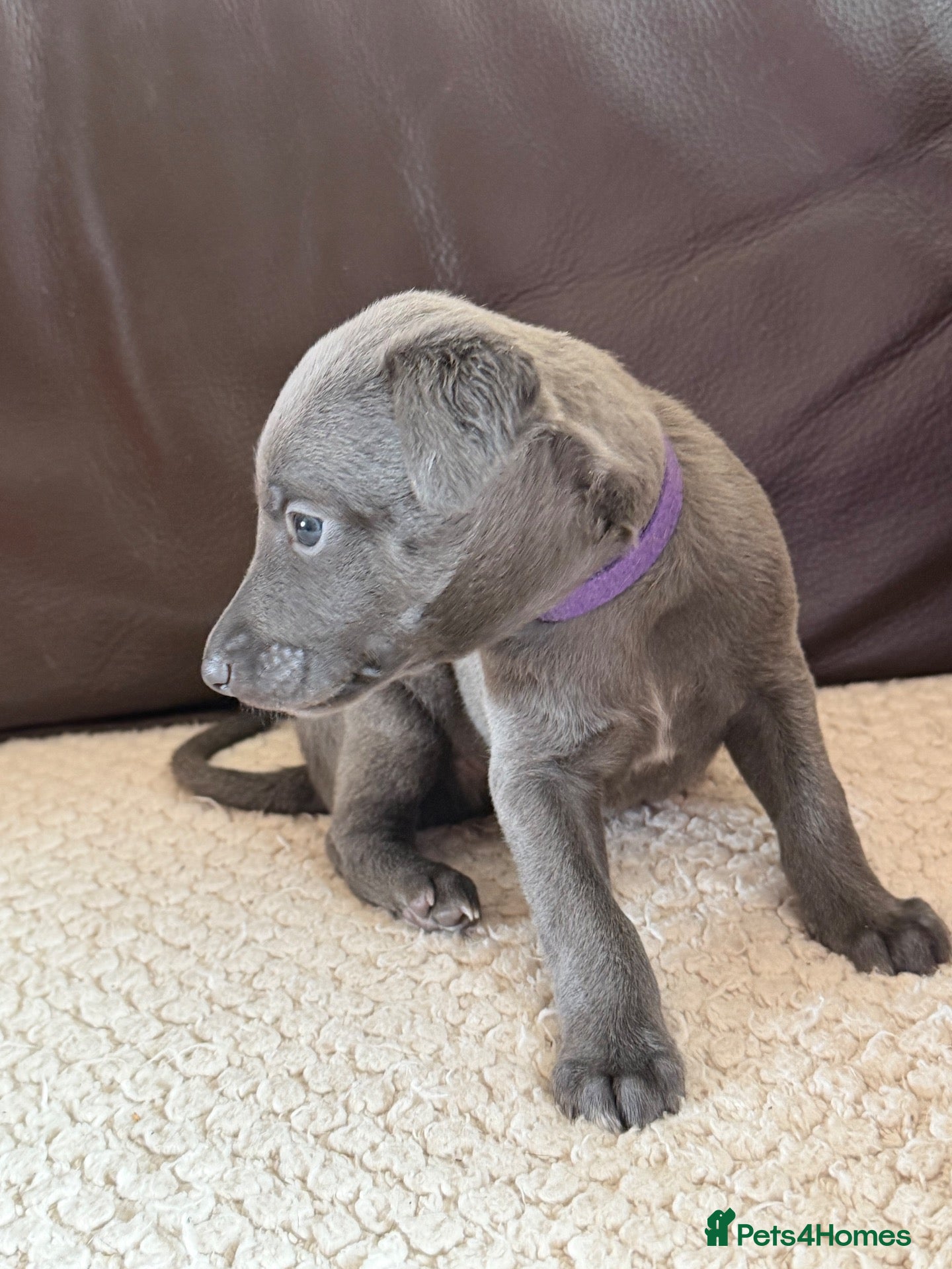 Whippet dogs STUNNING KC REG WHIPPETS  - Advert 2