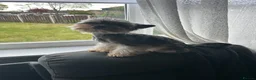 Yorkshire Terrier dogs for sale: Yorkshire terrier puppies  - Advert 2
