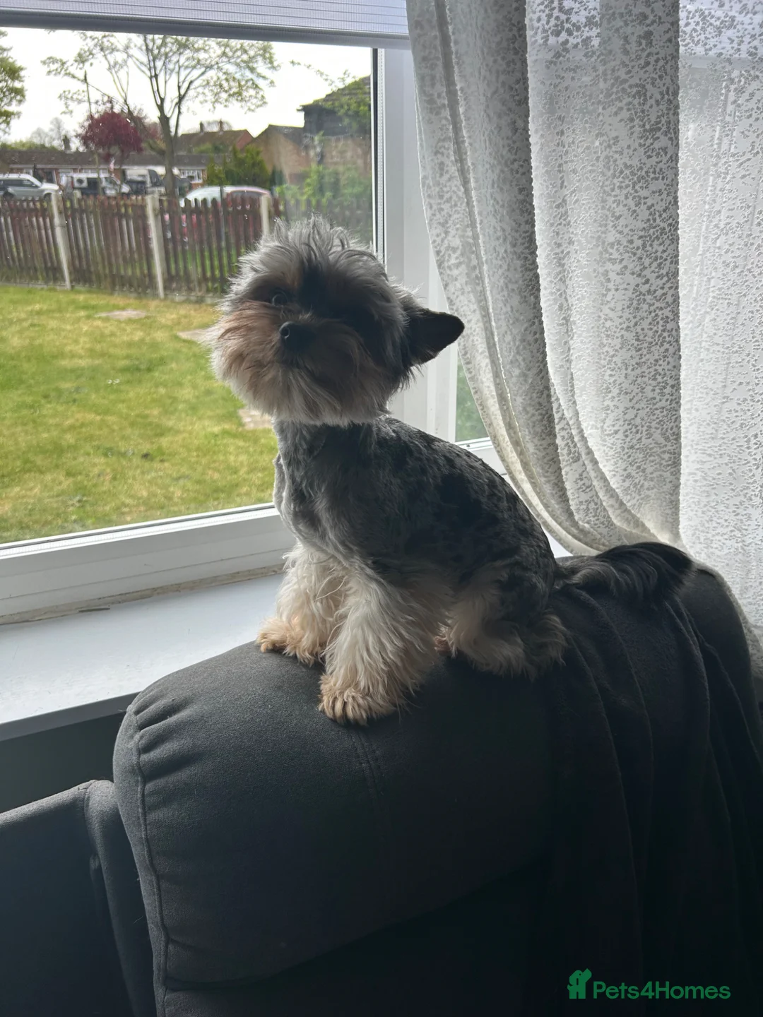 Yorkshire Terrier dogs for sale: Yorkshire terrier puppies  - Advert 2