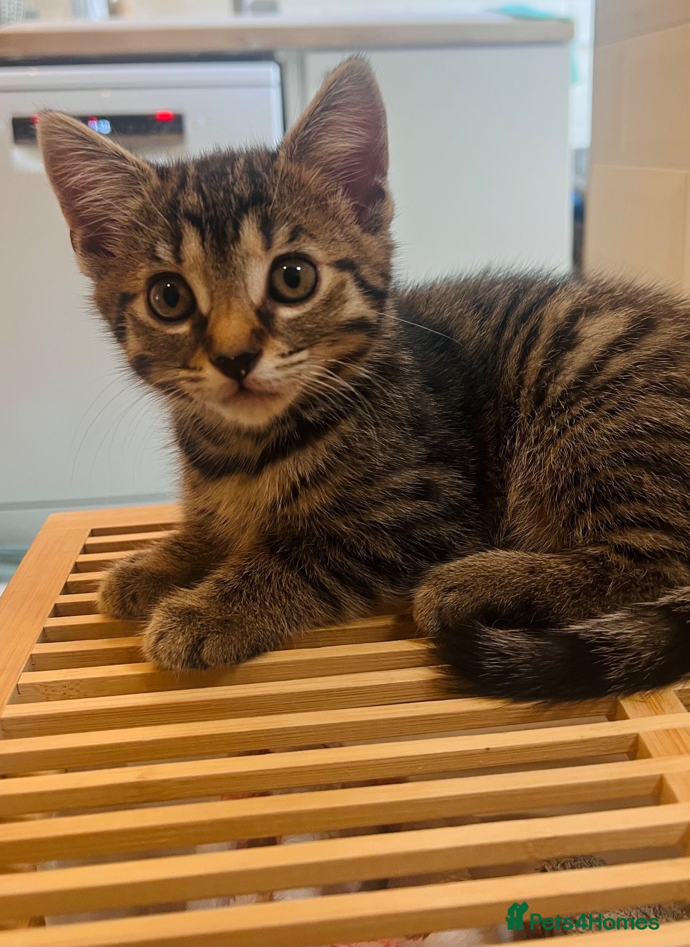 Domestic Shorthair cats Gorgeous female tabby kitten ready 24 Oct - Advert 3