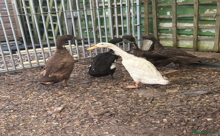Ducks poultry - Advert 5