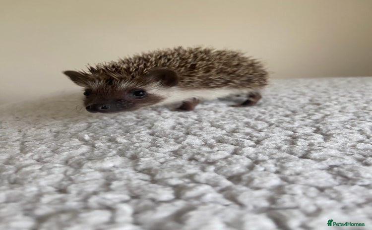 Pygmy Hedgehog rodents - Advert 2