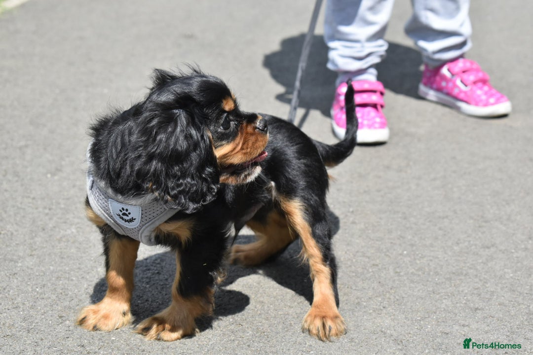 Cavalier King Charles Spaniel dogs for sale: Top Quality KC Cavalier Puppies – Health Tested in Rugby - Image 7